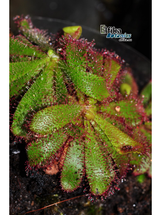 Drosera hamiltonii