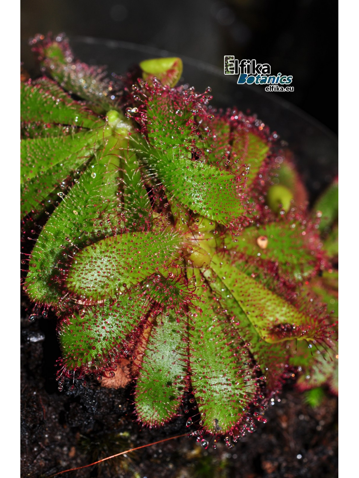 Drosera hamiltonii