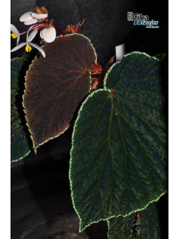 Begonia ruthiae (clone 2)