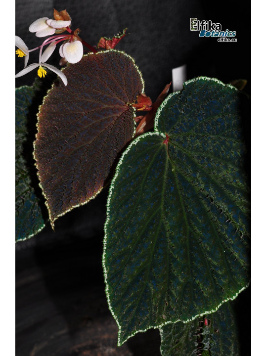 Begonia ruthiae (clone 2)