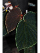 Begonia ruthiae (clone 2)