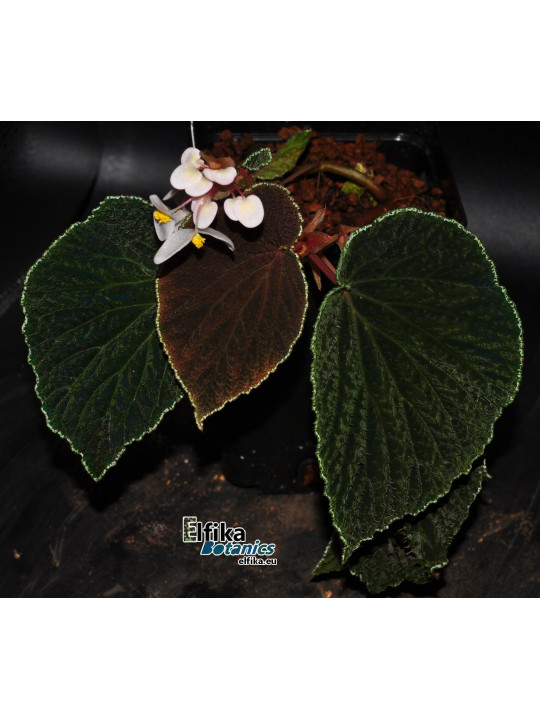 Begonia ruthiae (clone 2)