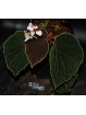 Begonia ruthiae (clone 2)