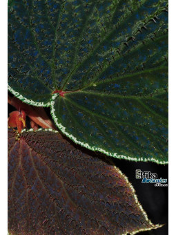 Begonia ruthiae (clone 2)