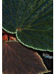 Begonia ruthiae (clone 2)
