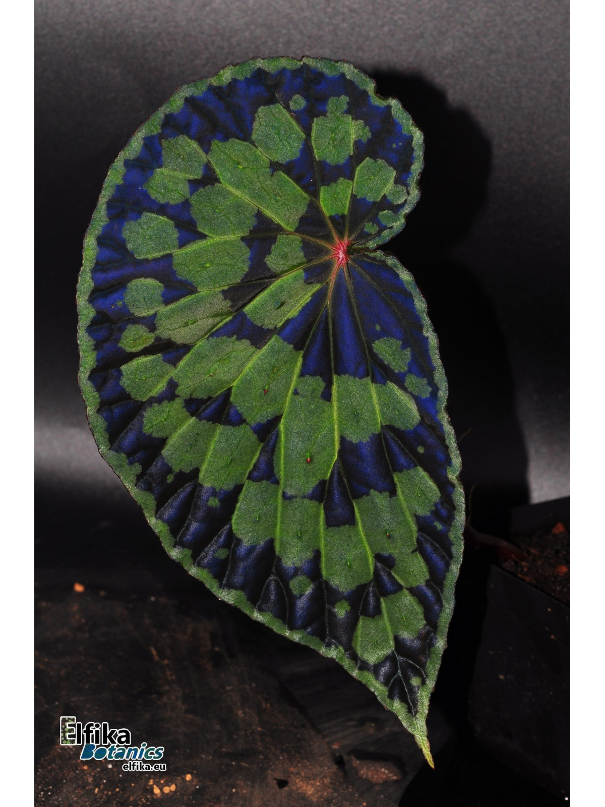 Begonia chlorosticta x sp. Umbrella