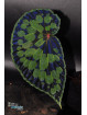 Begonia chlorosticta x sp. Umbrella