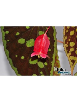 Begonia chlorosticta