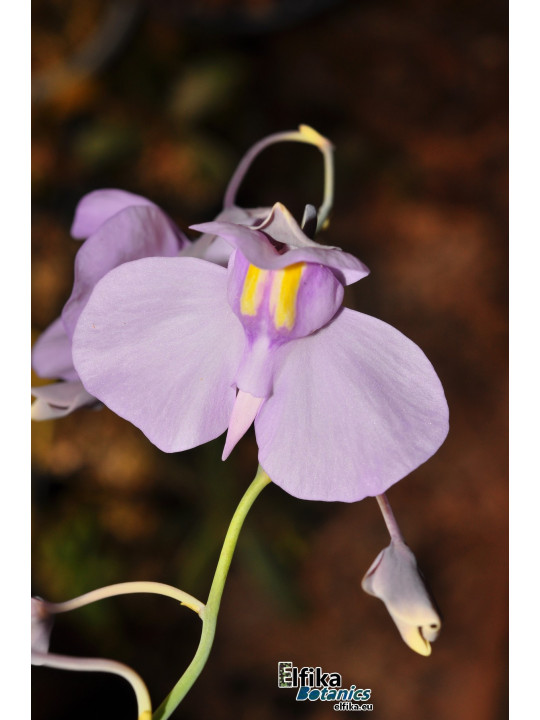 Utricularia nelumbifolia