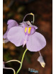 Utricularia nelumbifolia