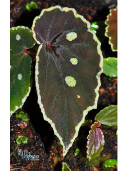 Begonia sp. Umbrella x darthvaderiana (gxEB23)