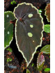 Begonia sp. Umbrella x darthvaderiana (gxEB23)