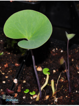 Utricularia cornigera