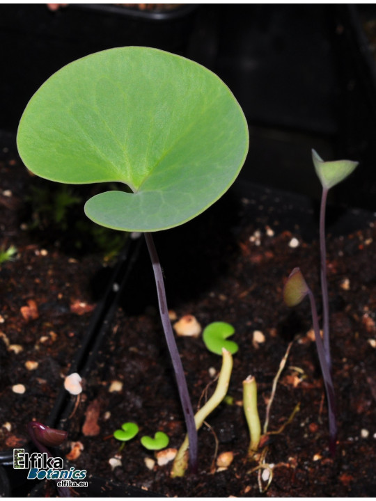 Utricularia cornigera