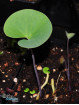 Utricularia cornigera