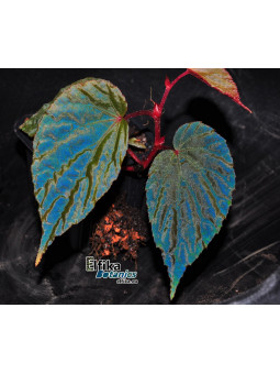 Begonia "EB Munahina"