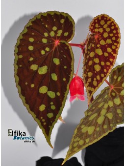 Begonia chlorosticta