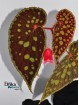 Begonia chlorosticta Black