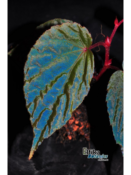 Begonia "Munahina"