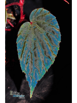 Begonia "EB Munahina"