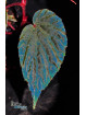 Begonia "Munahina"