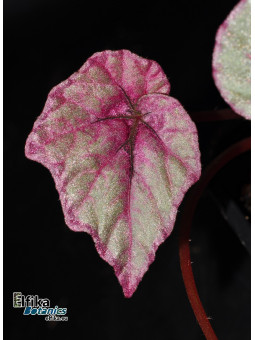 Begonia sp. All Pink (rex hybrid)