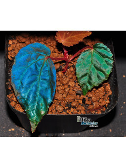 Begonia "Elfika Deepwater"