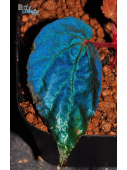 Begonia "Elfika Deepwater"