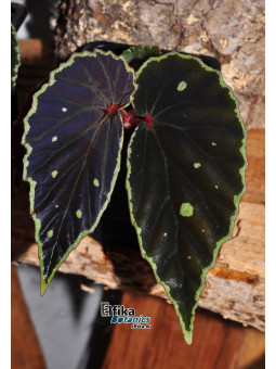 Begonia sp. Umbrella x darthvaderiana