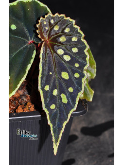 Begonia sp. Umbrella x darthvaderiana (gxEB23)
