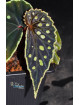 Begonia sp. Umbrella x darthvaderiana