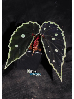 Begonia sp. Umbrella x darthvaderiana (gxEB23)
