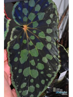 Begonia chlorosticta