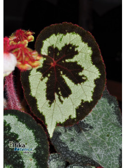 Begonia sinopicturata