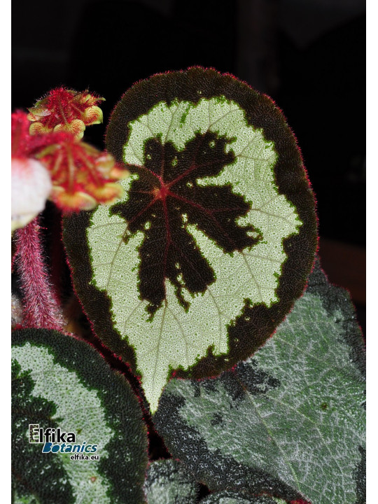 Begonia sinopicturata