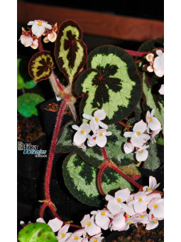 Begonia sinopicturata