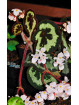 Begonia sinopicturata