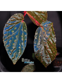 Begonia "EB Ugly Mirror"