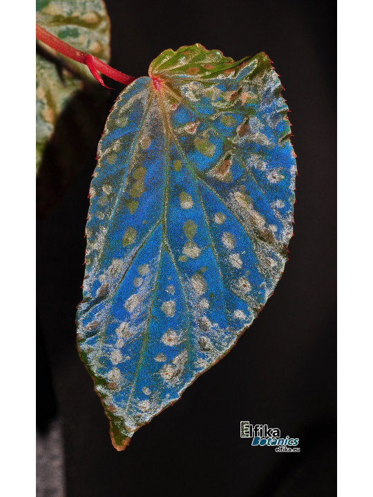 Begonia "Ugly Mirror"