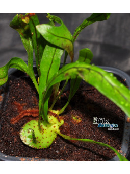 Lecanopteris mirabilis