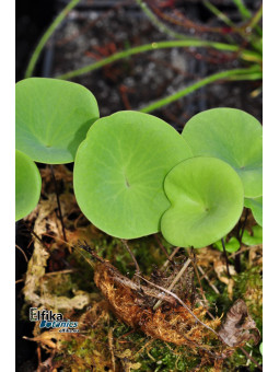 Utricularia nelumbifolia