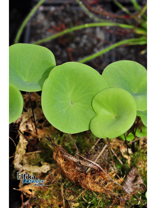 Utricularia nelumbifolia