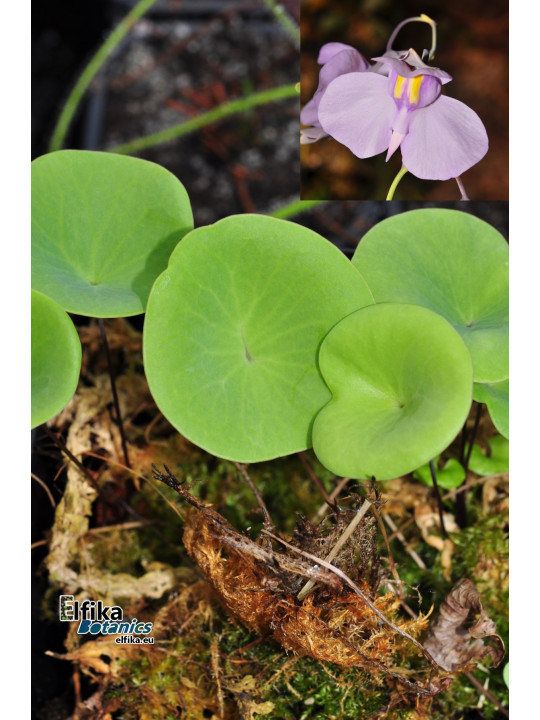 Utricularia nelumbifolia