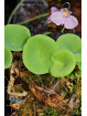 Utricularia nelumbifolia