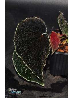 Begonia ruthiae (clone 2)