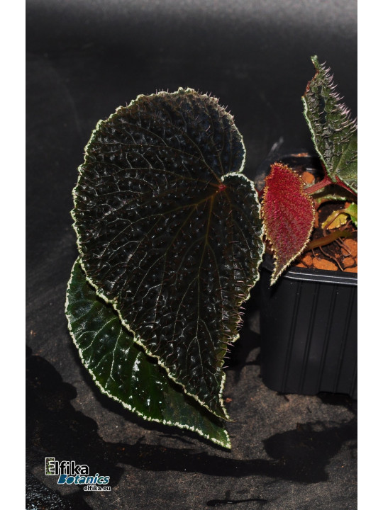 Begonia ruthiae (clone 2)