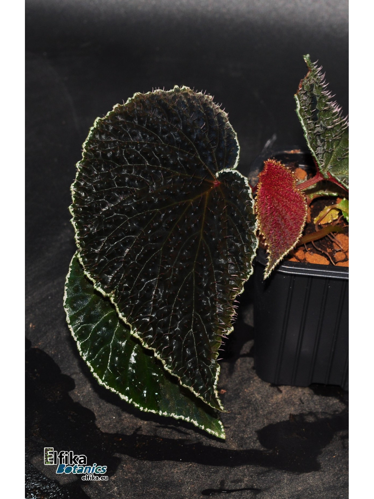 Begonia ruthiae (clone 2)