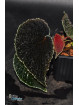 Begonia ruthiae (clone 2)