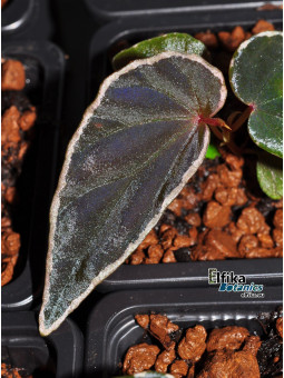 Begonia darthvaderiana x nothobaramensis