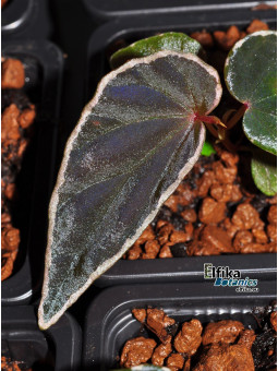 Begonia darthvaderiana x nothobaramensis (gxEB23)